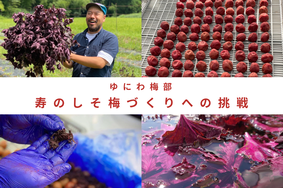 しそから自分たちで収穫！「寿のしそ梅」づくりへの挑戦