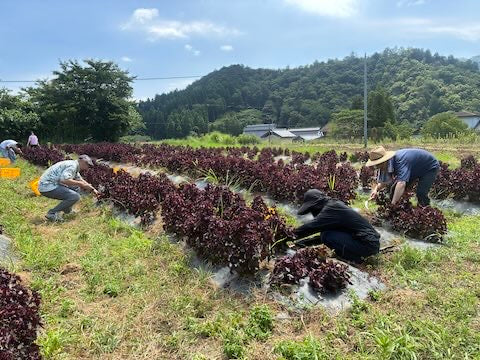 寿の梅干し夏の一大イベント！「しそぼじり」祭り